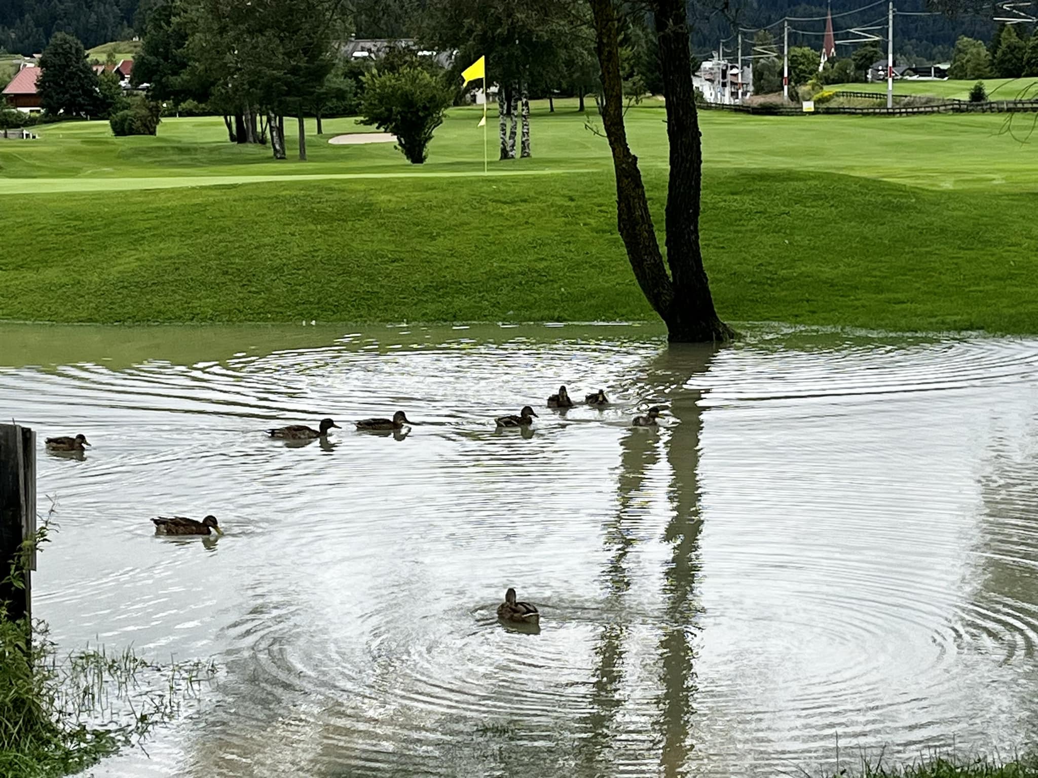 regen 1